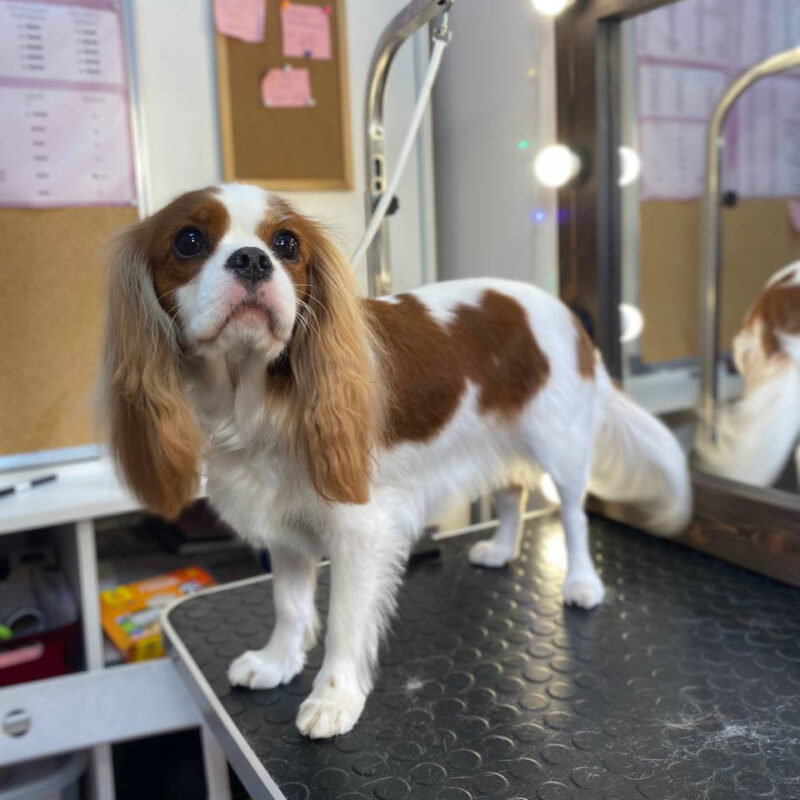 Стрижка Кавалер Кінг Чарльз Спанієль Київ